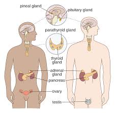 The nervous, endocrine, renal, and reproductive systems are vital for maintaining bodily functions